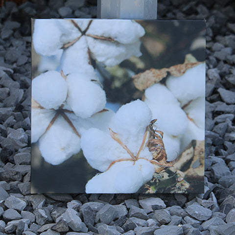 Cotton Canvas Pictures (Multiple Images)