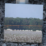 Cotton Canvas Pictures (Multiple Images)