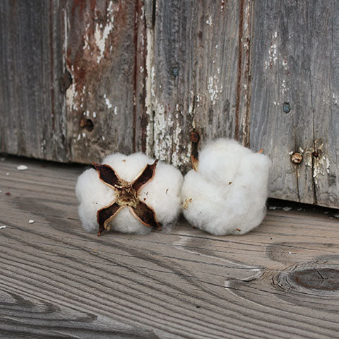 Authentic Cotton Boll